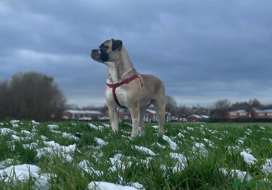 Mixed Breed dogs for sale: Gorgeous girl looking for 5* star home  - Advert 10