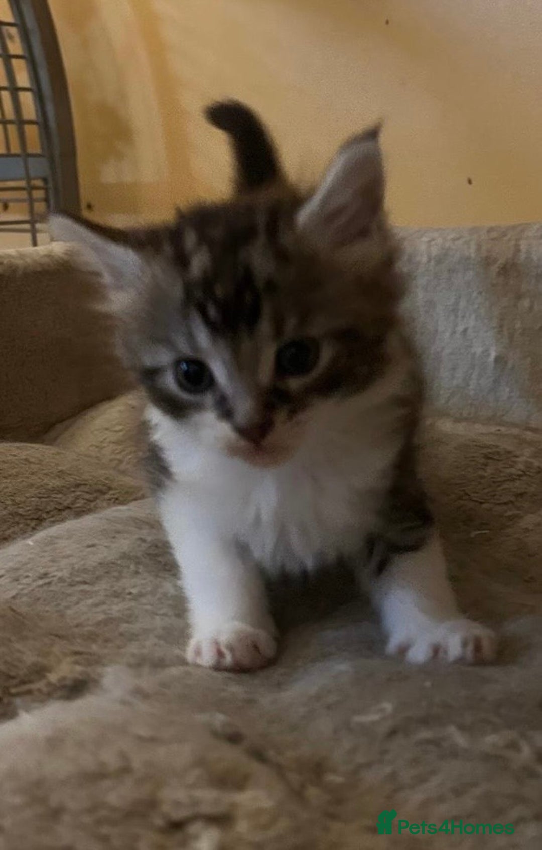 Maine Coon cats for sale: Maine coon kittens  - Image 19