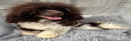 Toy Poodle dogs for stud: KC REG EXTENSIVELY HEALTH TESTED PARTI STUD  - Advert 15