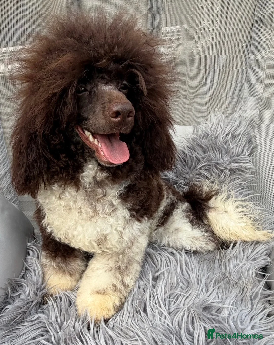 Toy Poodle dogs for stud: KC REG EXTENSIVELY HEALTH TESTED PARTI STUD  - Advert 15