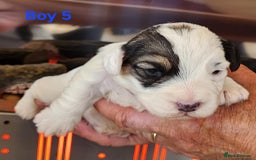 Sealyham Terrier dogs for sale: Sealyham terrier puppy’s  - Image 7