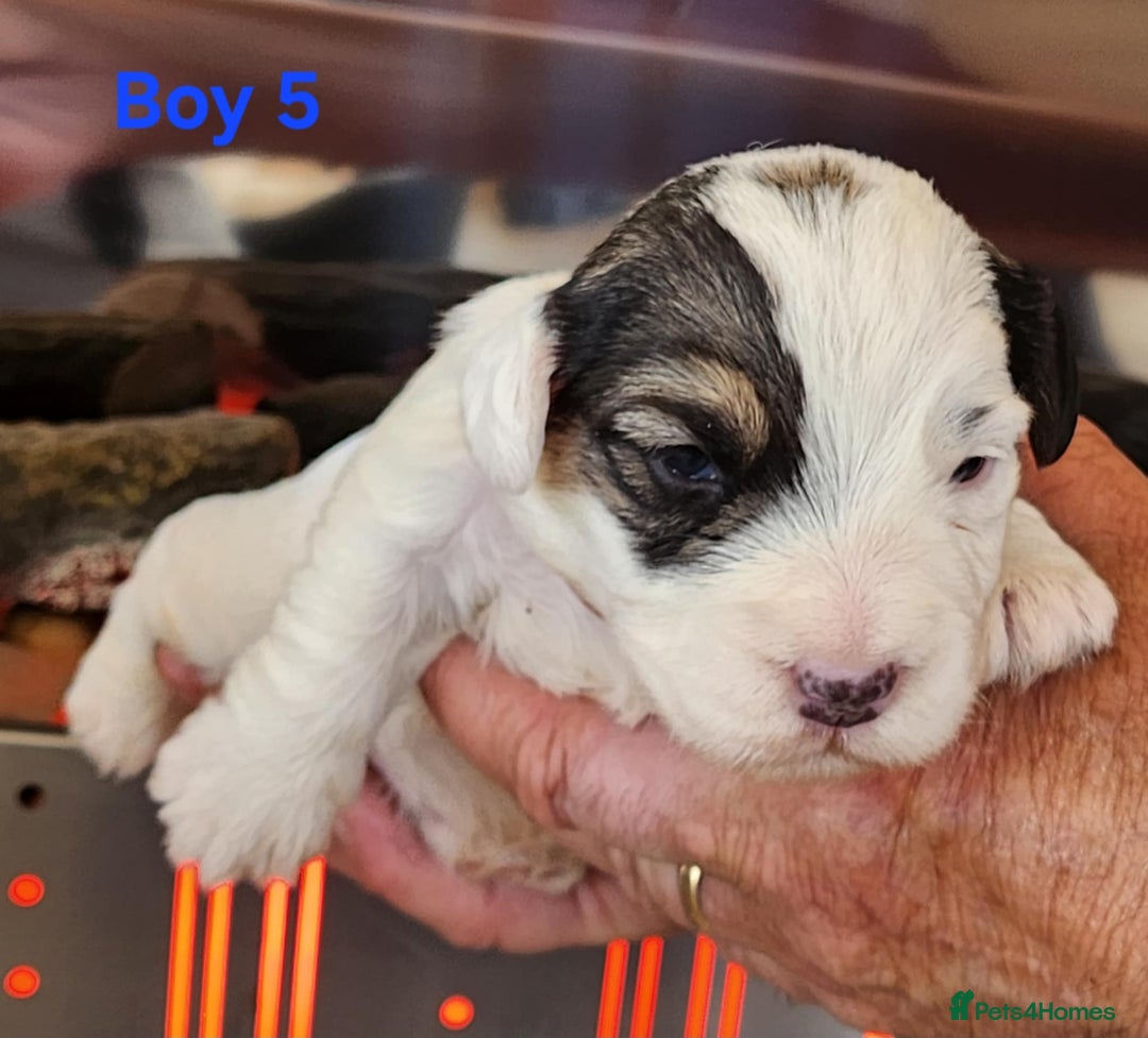 Sealyham Terrier dogs for sale: Sealyham terrier puppy’s  - Image 7