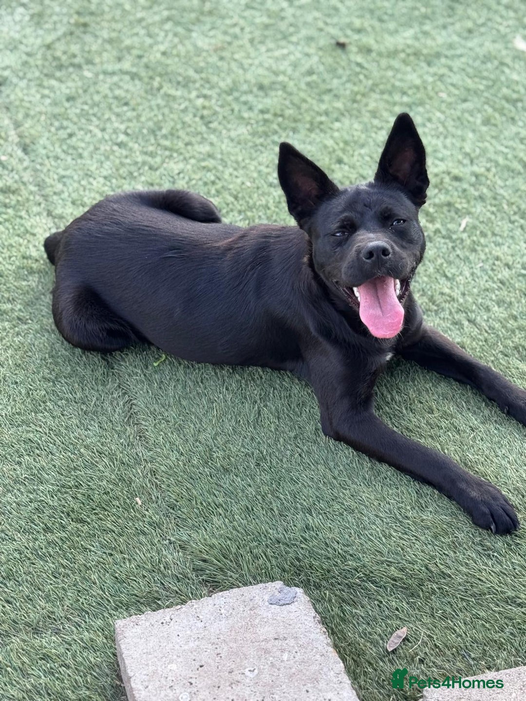 Mixed Breed dogs for adoption: Loving Beatrix looking For LOVE - Image 1