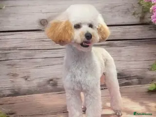 Toy Poodle dogs FEMALE TOY POODLE FOR SALE - Advert 1