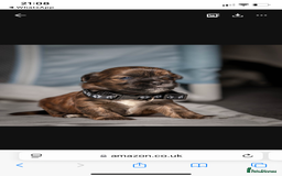 Mixed Breed dogs for sale: 6 Gorgeous Shorkie’s ready 20/12/025 - Advert 9