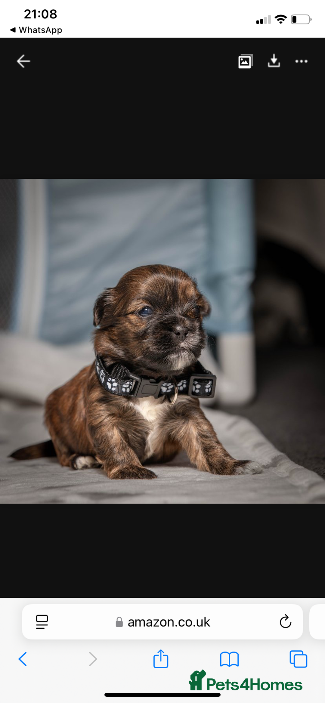 Mixed Breed dogs for sale: 6 Gorgeous Shorkie’s ready 20/12/025 - Advert 9