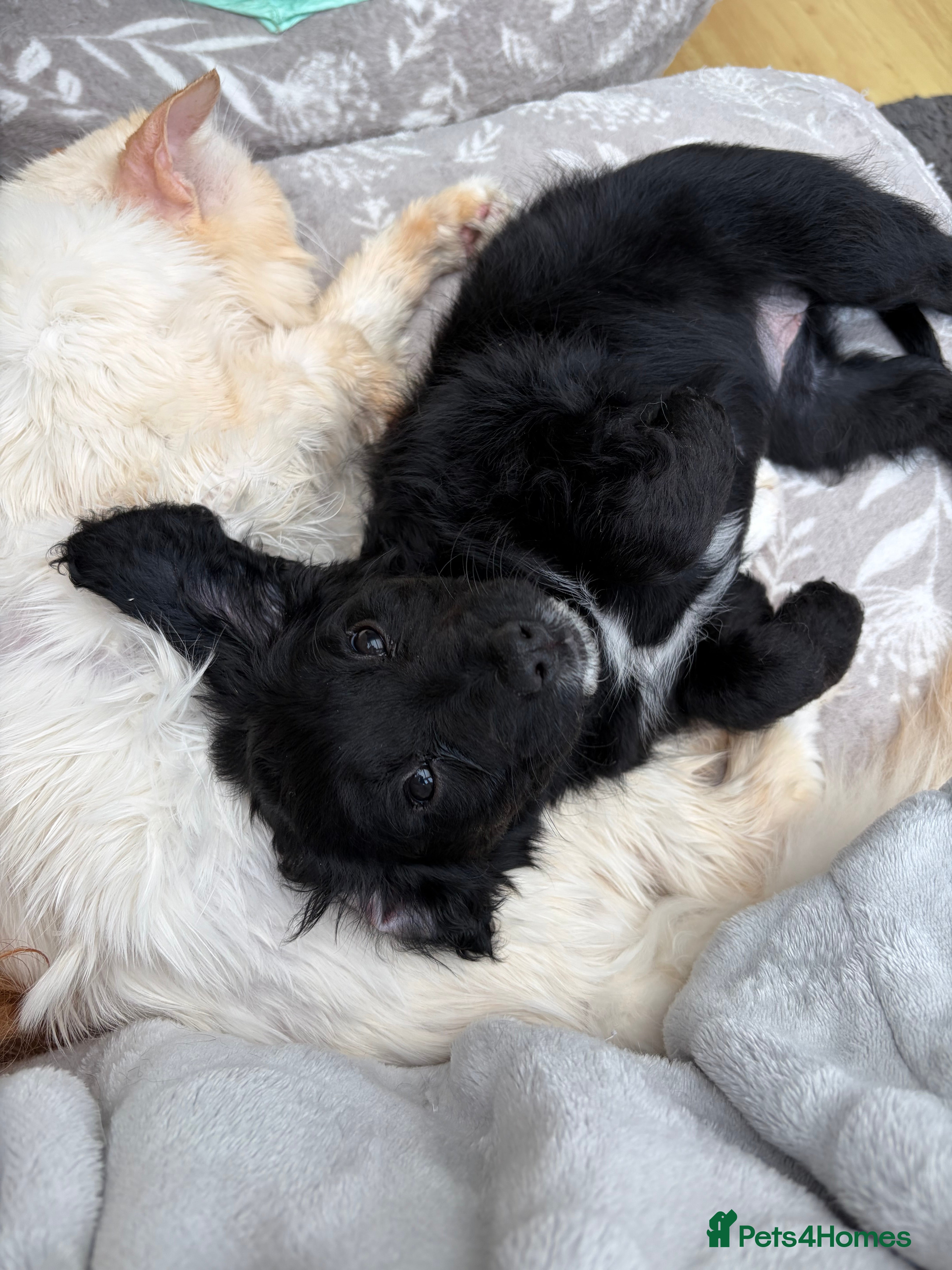 Cockapoo dogs Cockapoo puppies - Advert 12