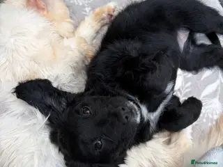 Cockapoo dogs Cockapoo puppies - Advert 12