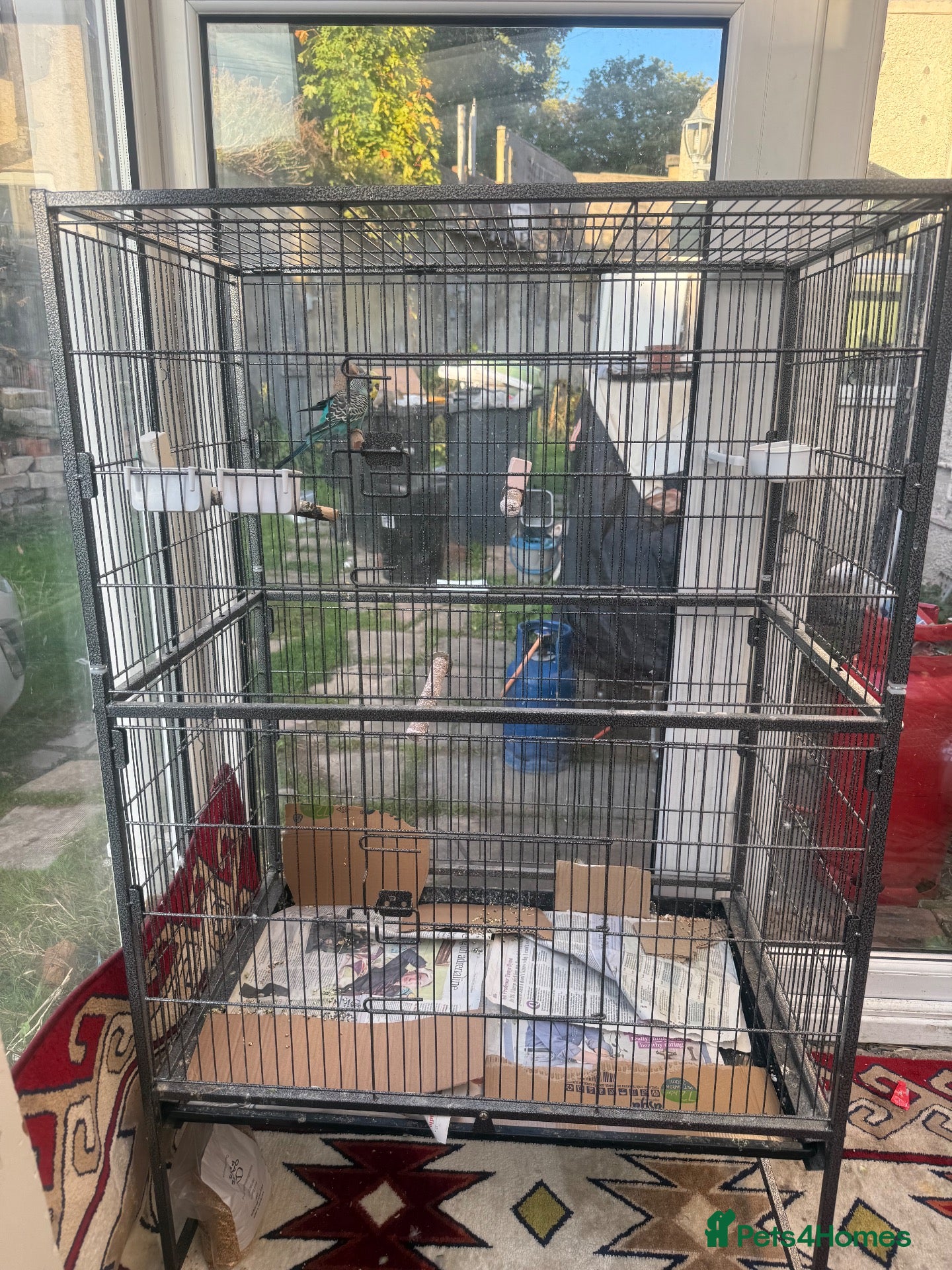 Mixed Breed birds Large Bird Cage for Sale 🐦 - Advert 1