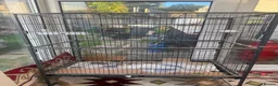 Mixed Breed birds for sale: Large Bird Cage for Sale 🐦 - Advert 1