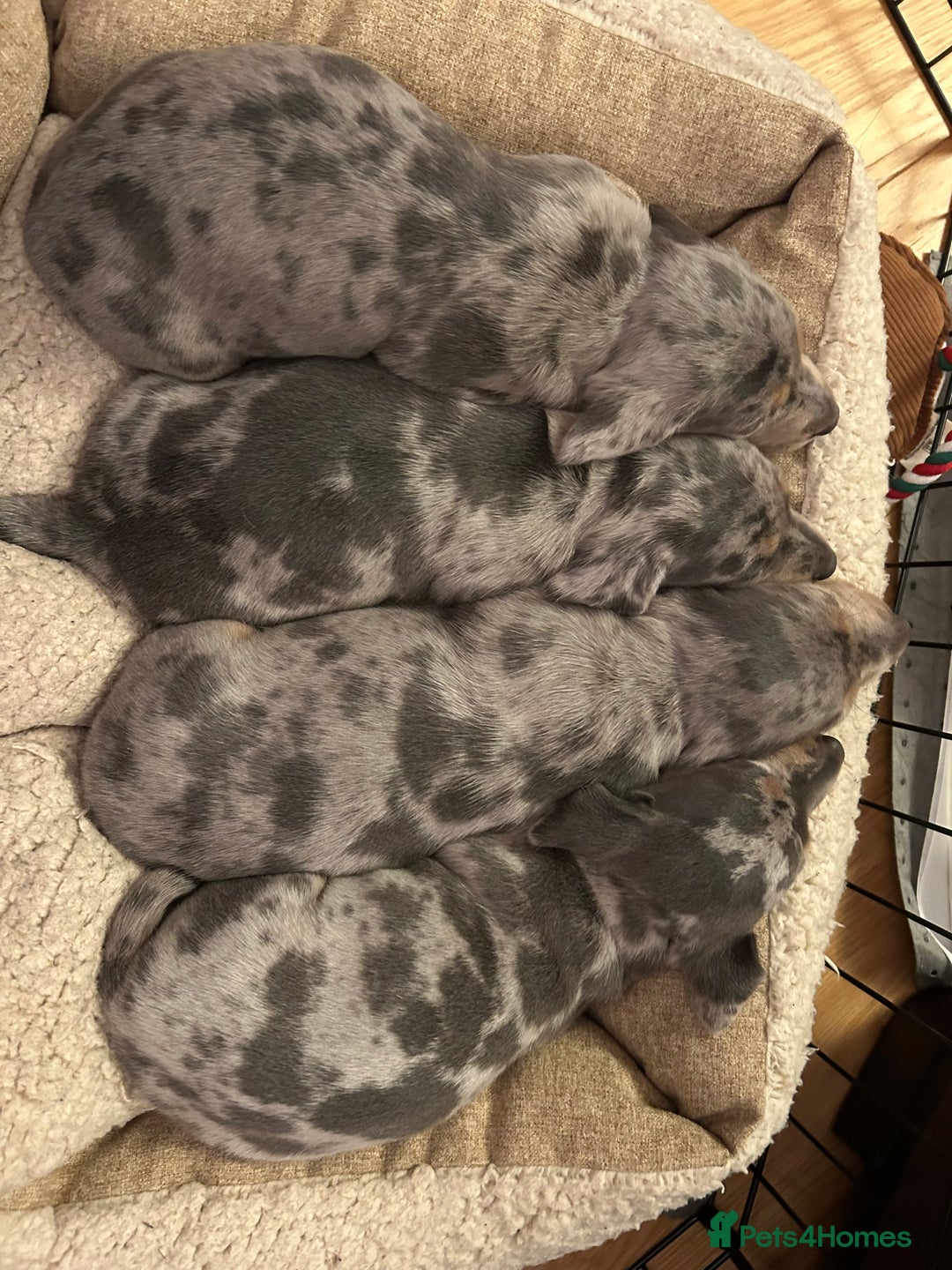Miniature Dachshund dogs for sale: Mini dachshund puppies 6 weeks - Advert 4