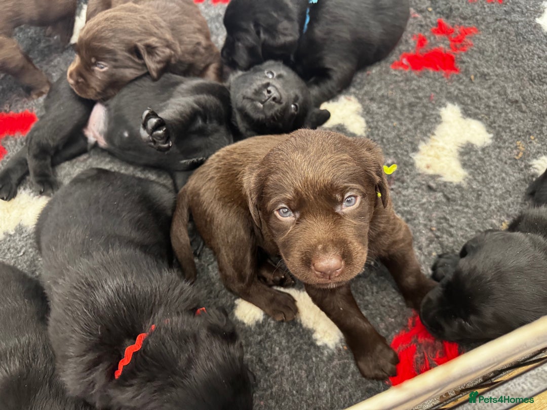 Labrador Retriever dogs for sale: 🤎🖤Outstanding Show Type Labradors🖤🤎KC&fully HT - Image 6