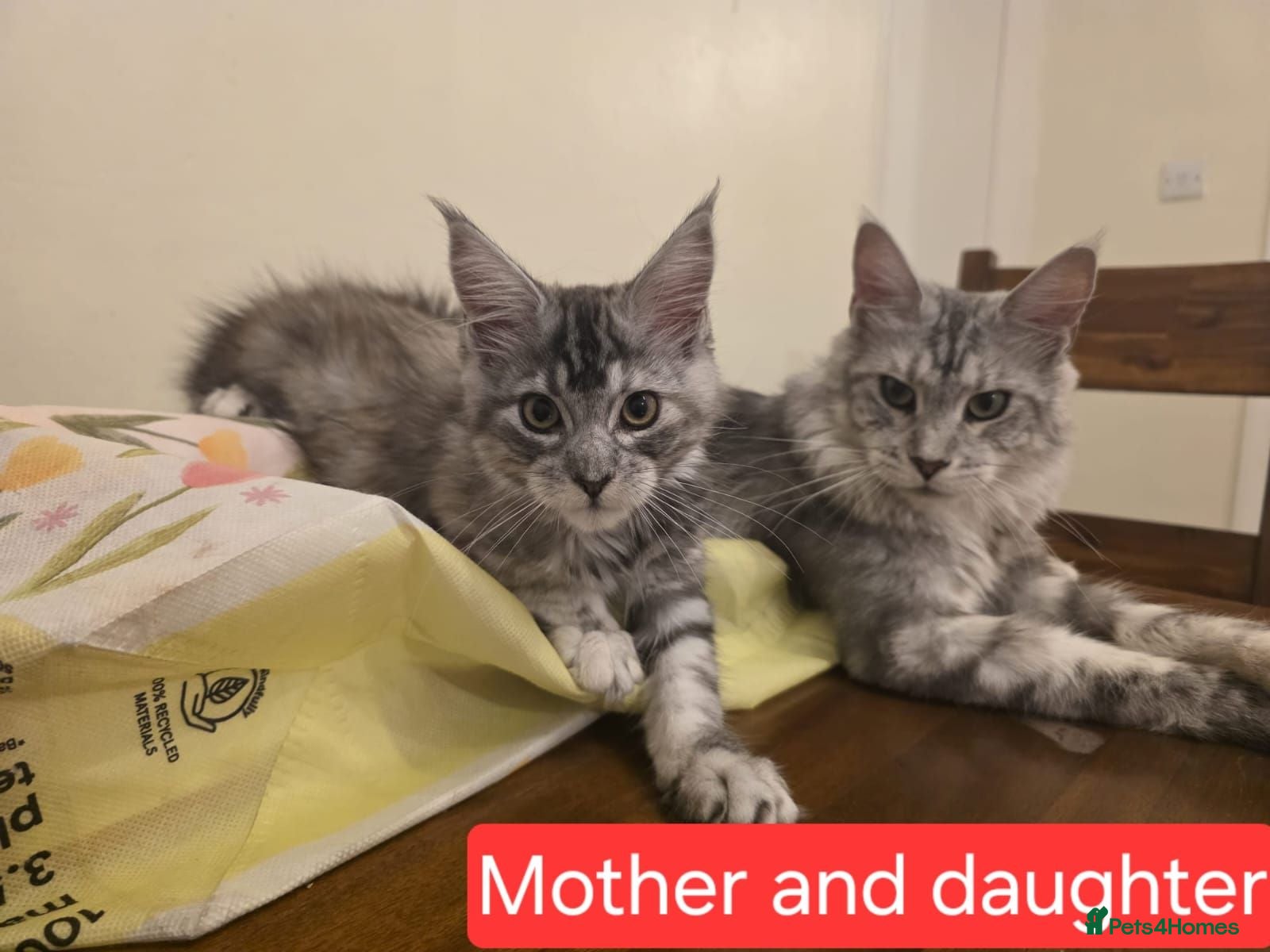 Maine Coon cats 😊Beautiful TICA registered Maine Coon Kittens😊  - Advert 1