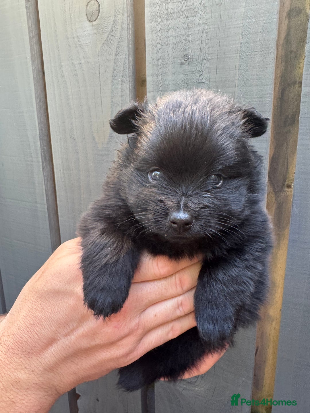 Pomeranian dogs for sale: Ready for new homes 🏠 3 Pomeranian Puppies 🩵🩷 - Image 2