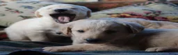 Labradoodle dogs for sale: Lovely Labradoodle Puppies - Advert 12