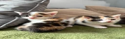 Aegean cats for sale: Aegeans kittens are looking for forever home ❤️ - Advert 20