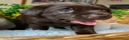 Labrador Retriever dogs for sale: STUNNING Chocolate Labrador Puppies  - Advert 19