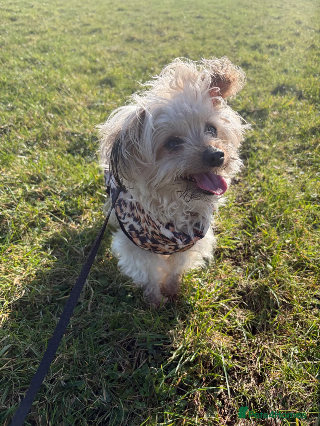 Chorkie dogs for sale: Millie - Advert 2
