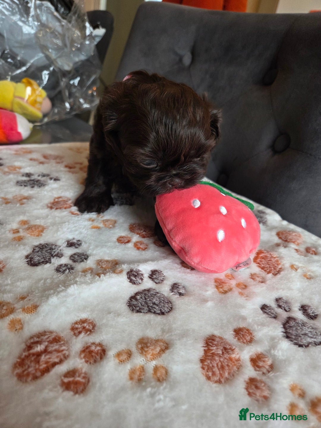 Shih Tzu dogs for sale: Shih Tzu Puppies For Sale  - Advert 24