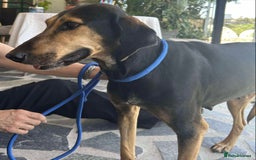 Mixed Breed dogs for adoption: Cinnamon needs a loving home  - Image 5