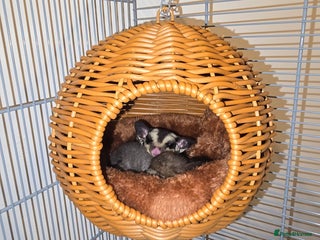 Sugar Glider rodents 2 female sugar gliders - Advert 2