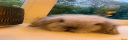 Mini Lion Lop rabbits for sale: Fluffy mini lion lop baby bunny rabbits  - Advert 3