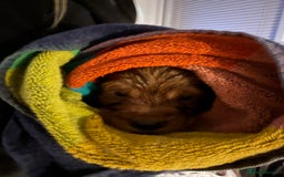 Mixed Breed dogs for sale: Cockapoo/Cavapoo Mix Puppies Available 10 Nov 25 - Image 7