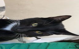 British Shorthair cats for sale: Urgent!!! - Image 3