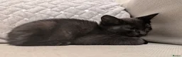 British Shorthair cats for sale: 1 male ginger and 1 female black kitten - Advert 3