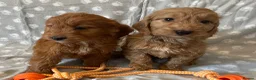 Cockapoo dogs for sale: Beautiful cockerpoo pups - Advert 9