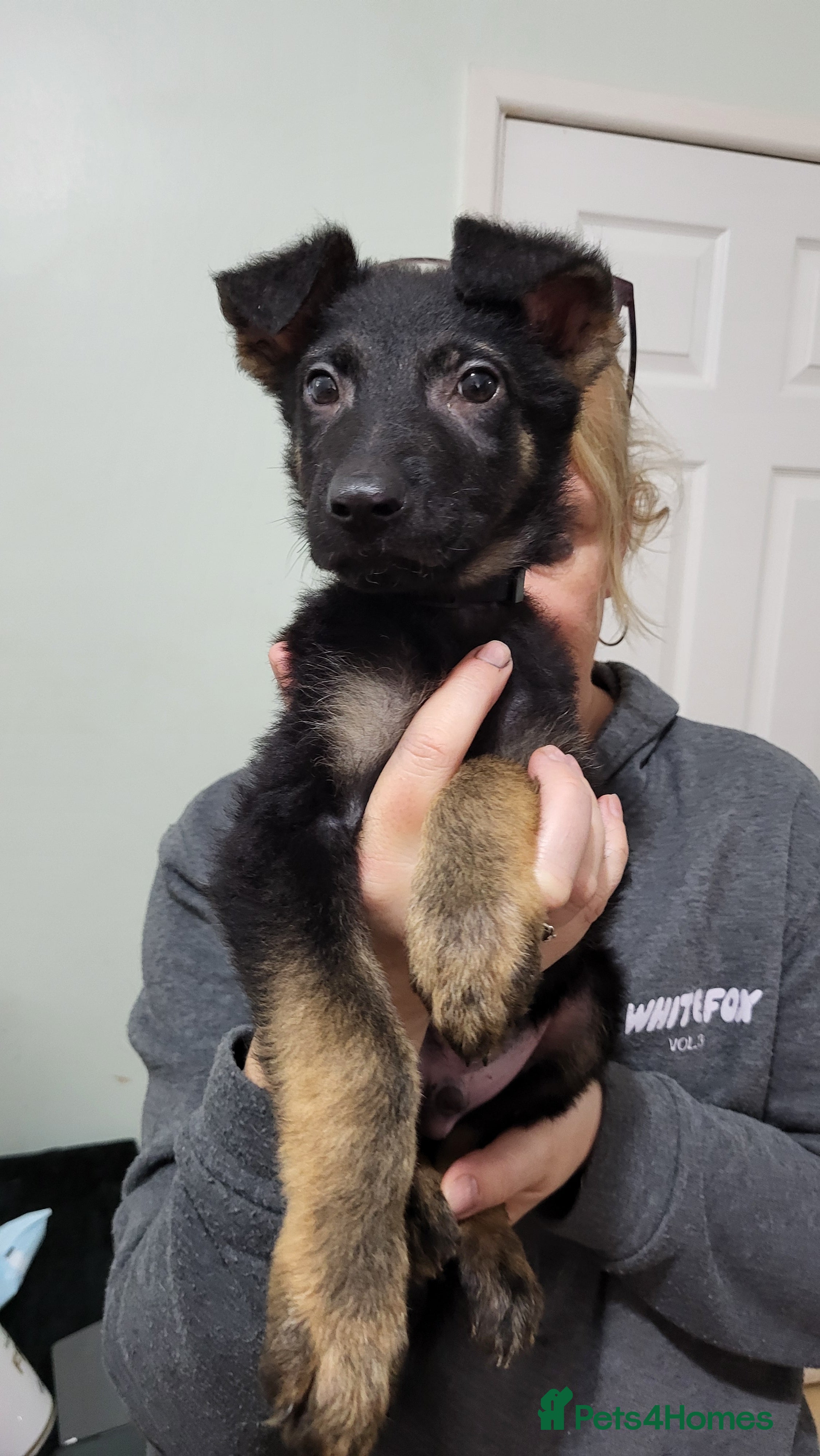 German Shepherd dogs German Shepherd Puppies - Advert 4