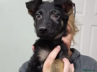 German Shepherd dogs German Shepherd Puppies - Advert 13