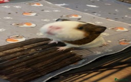 Guinea Pig rodents for sale: Baby skinny carriers due in August  - Image 4