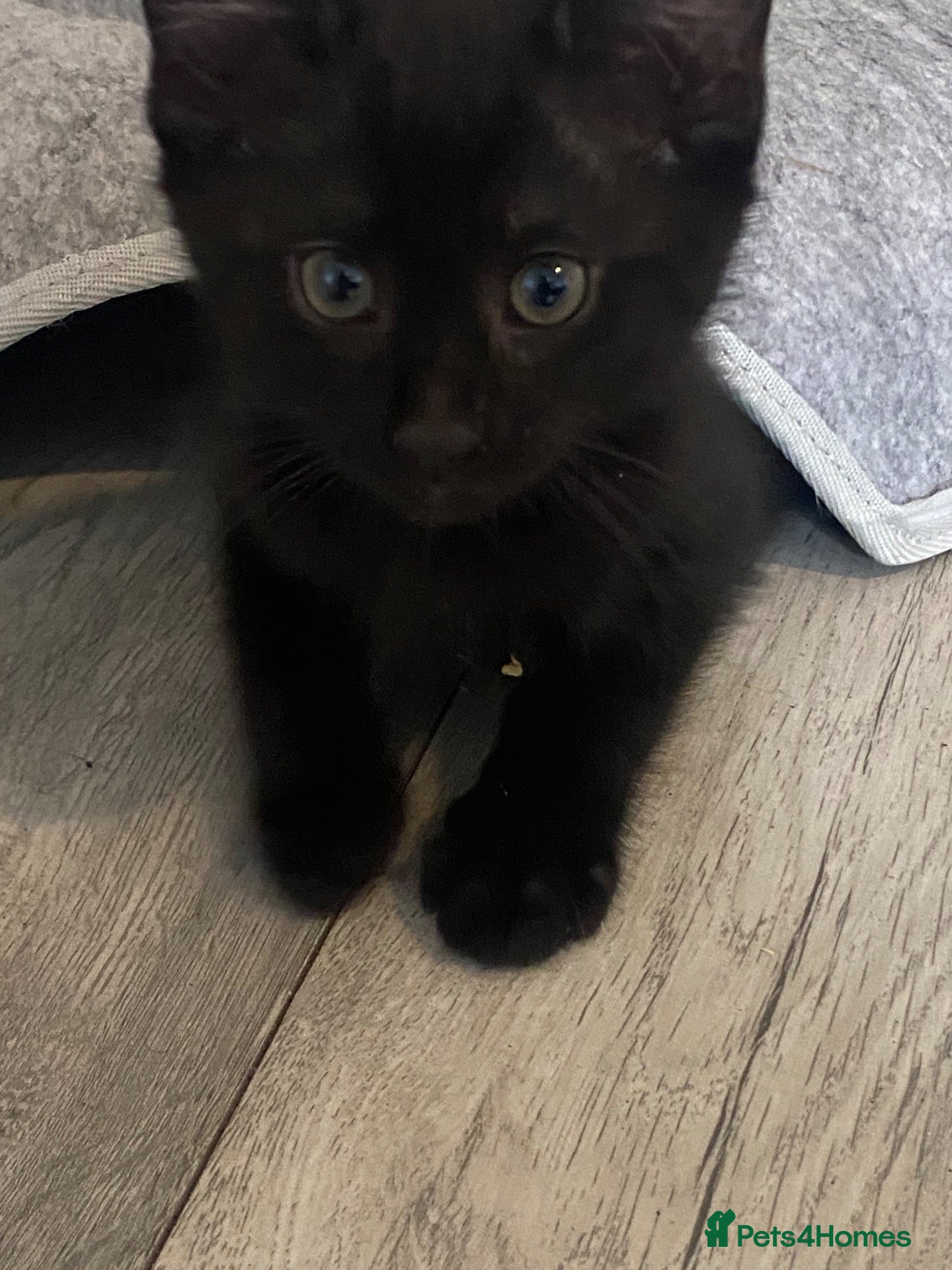 Mixed Breed cats beautiful kittens looking for for forever home - Advert 6