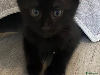 Mixed Breed cats beautiful kittens looking for for forever home - Advert 6