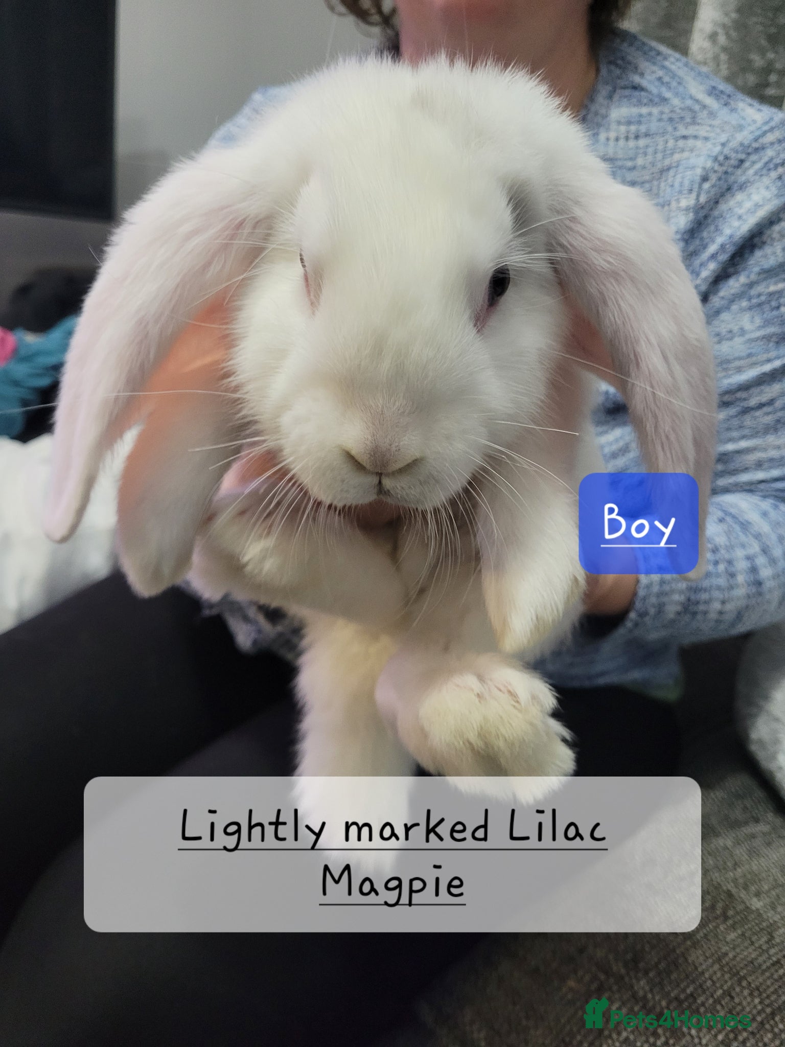 French Lop rabbits Pure Bred French Lop babies vaccinated with Yurvac - Advert 2