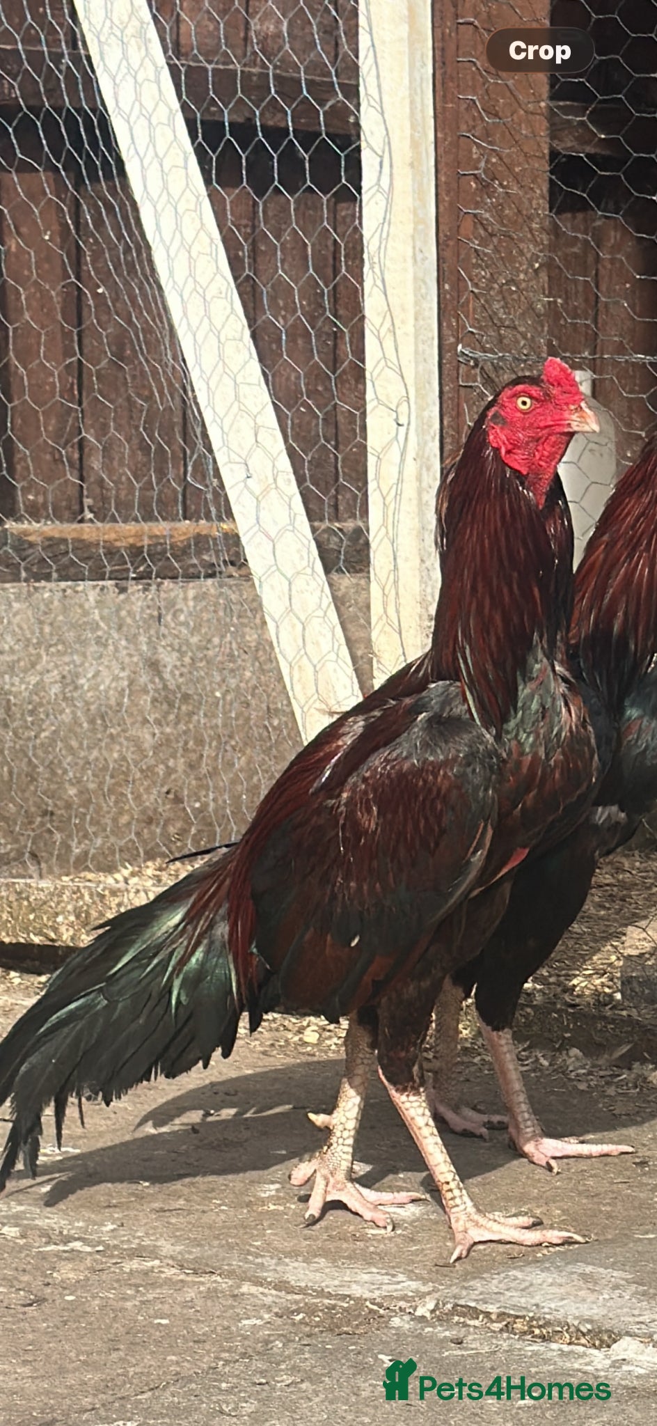 Chickens poultry 2 PURE PAKISTANI ASEEL MALE - Advert 13