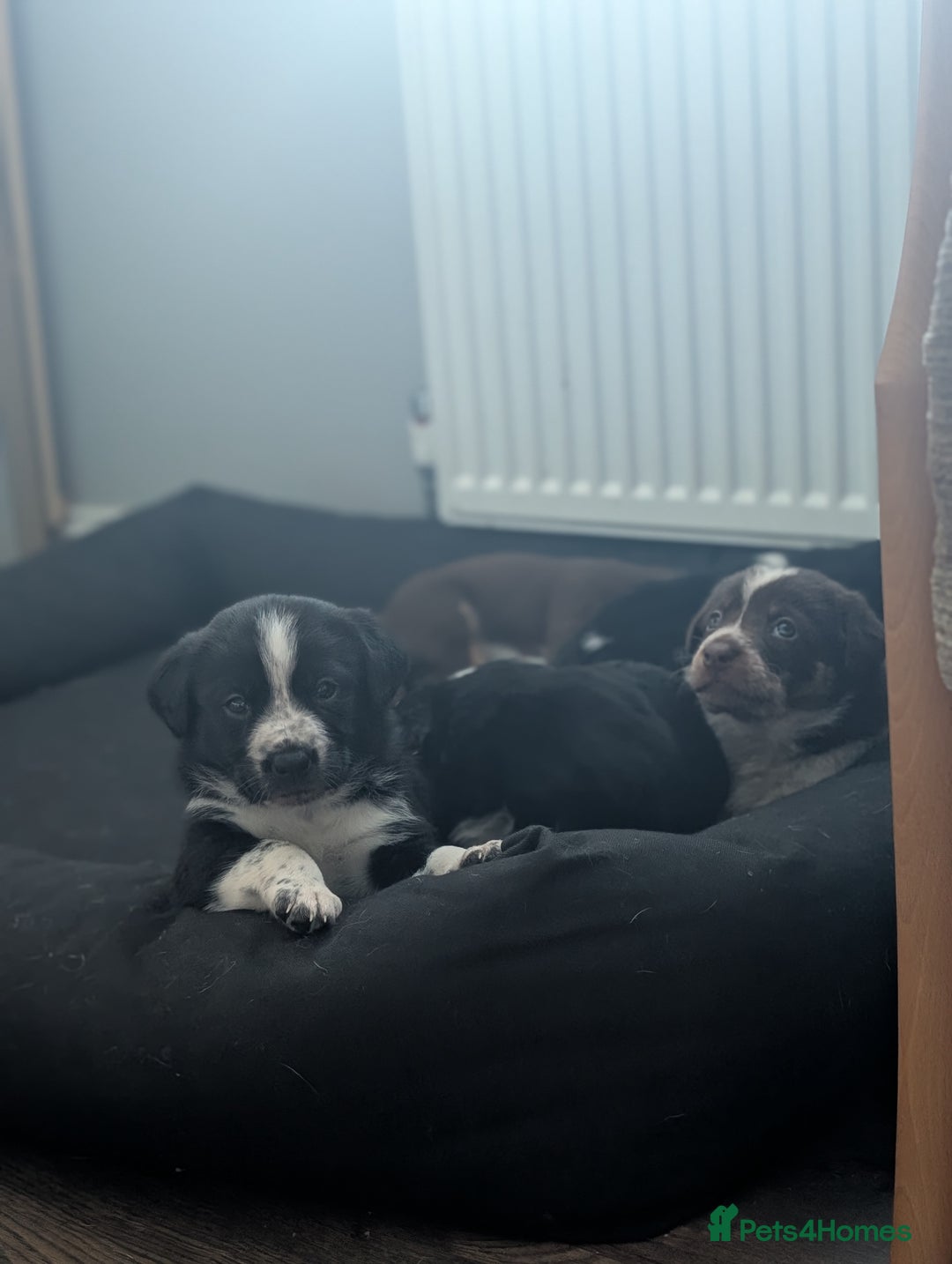 Border Collie dogs for sale: Collie mix puppies looking for their families! - Image 30