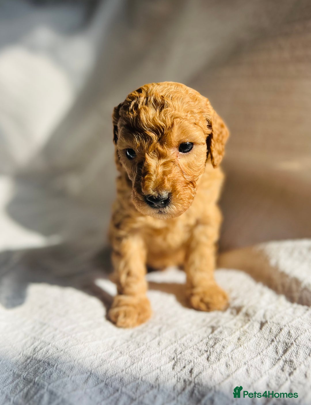 Double Doodle dogs for sale: Miniature GOLDENDOODLE puppies - Image 20