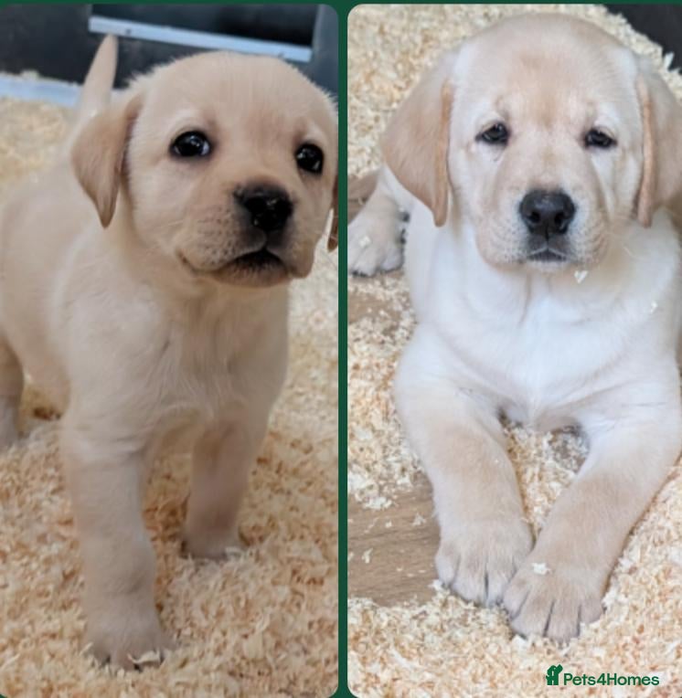 Labrador Retriever dogs Beautiful show bred family pets  - Advert 17