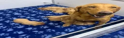 Labrador Retriever dogs for sale: Fox red Labrador  - Advert 3