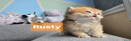 British Shorthair cats for sale: Pedigree golden British shorthair  - Advert 15