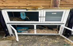 English rabbits for sale: 2 Rabbits Free - Image 10
