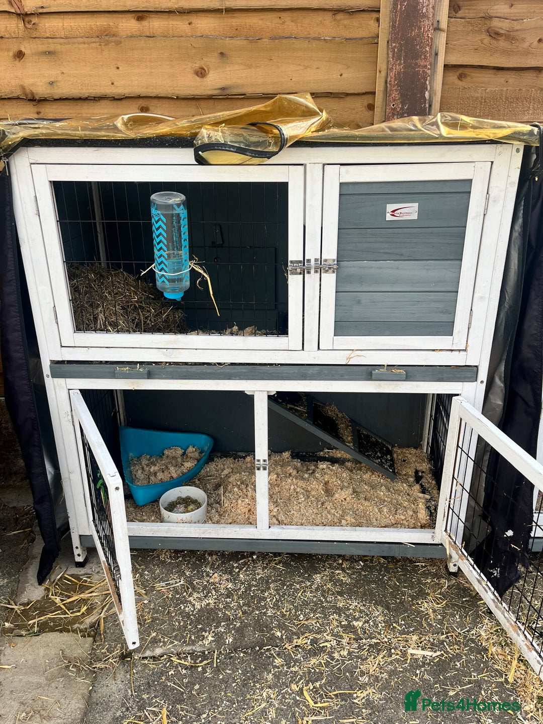 English rabbits for sale: 2 Rabbits Free - Image 10