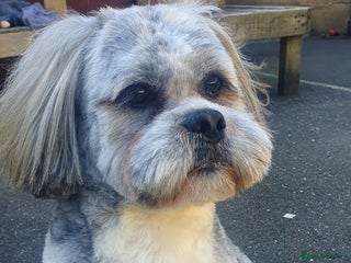 Lhasa Apso dogs in Doncaster - Advert 1