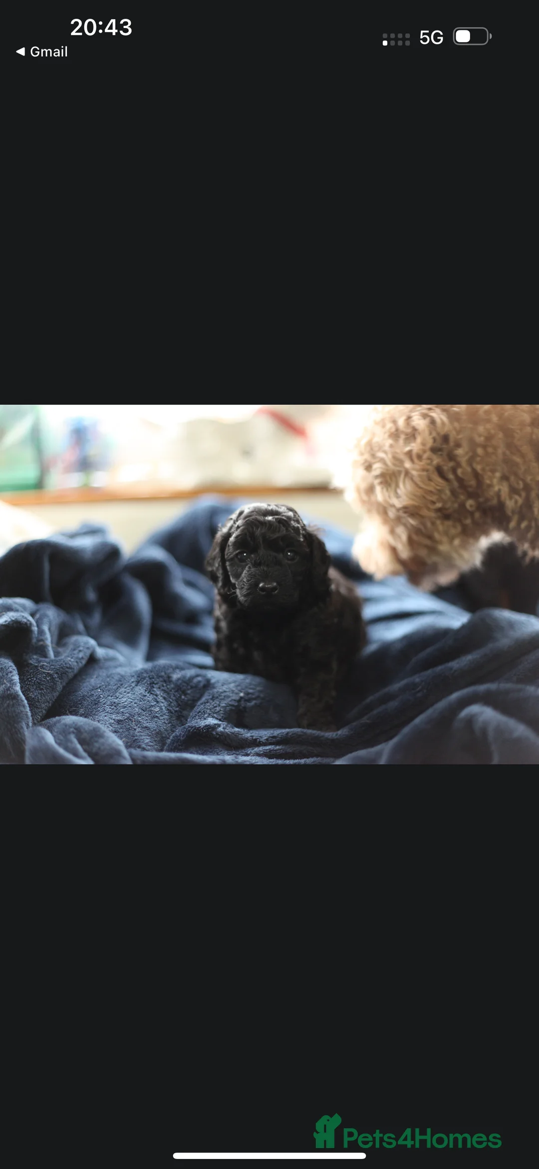 Poochon dogs for sale: Beautiful Poochon Pups Home Bred second litter - Advert 24