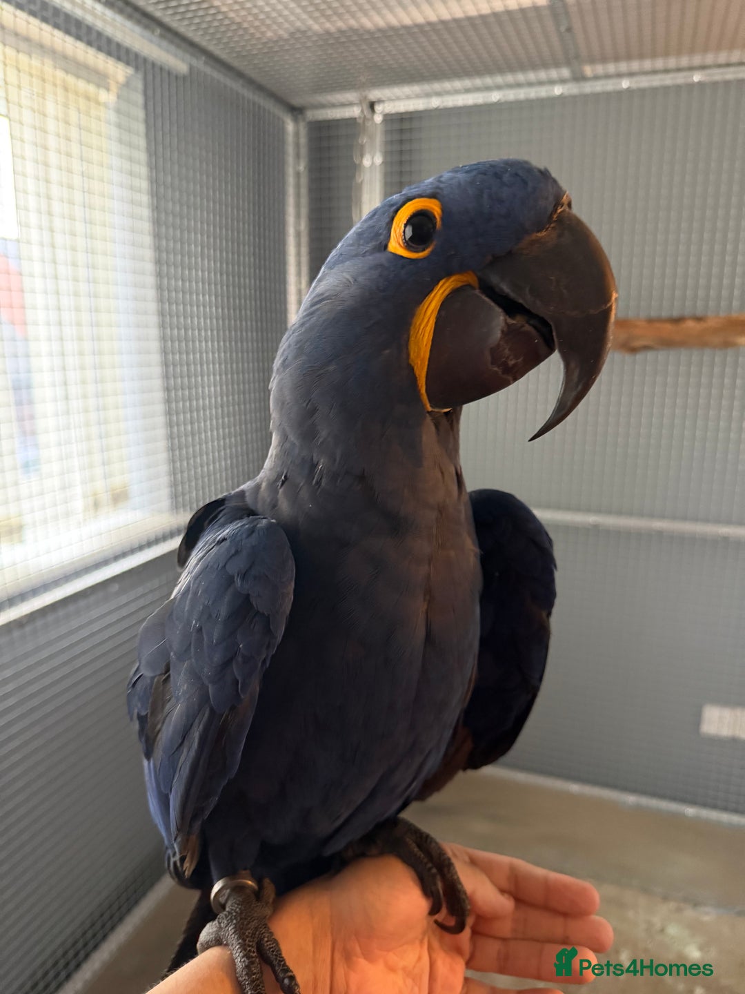 Macaws birds for sale: Selling handreared hyacinth macaw  - Advert 3