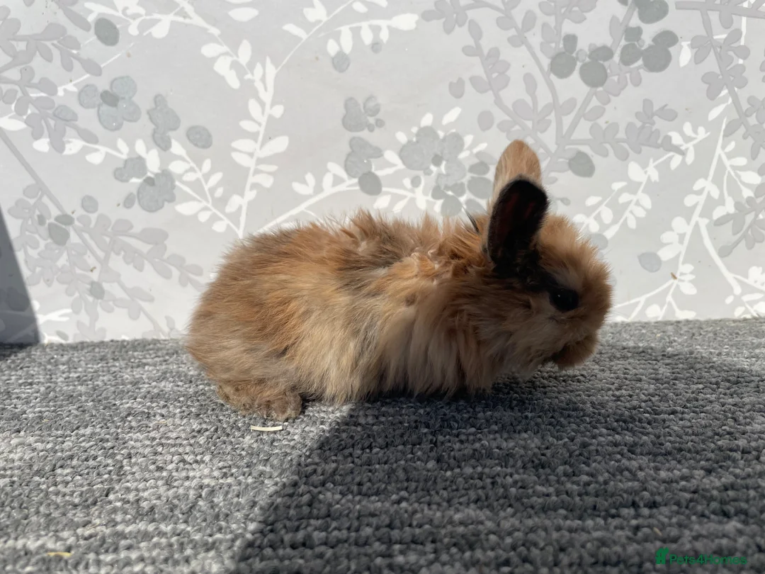 Mini Lop rabbits for sale: Mini lops  - Advert 2