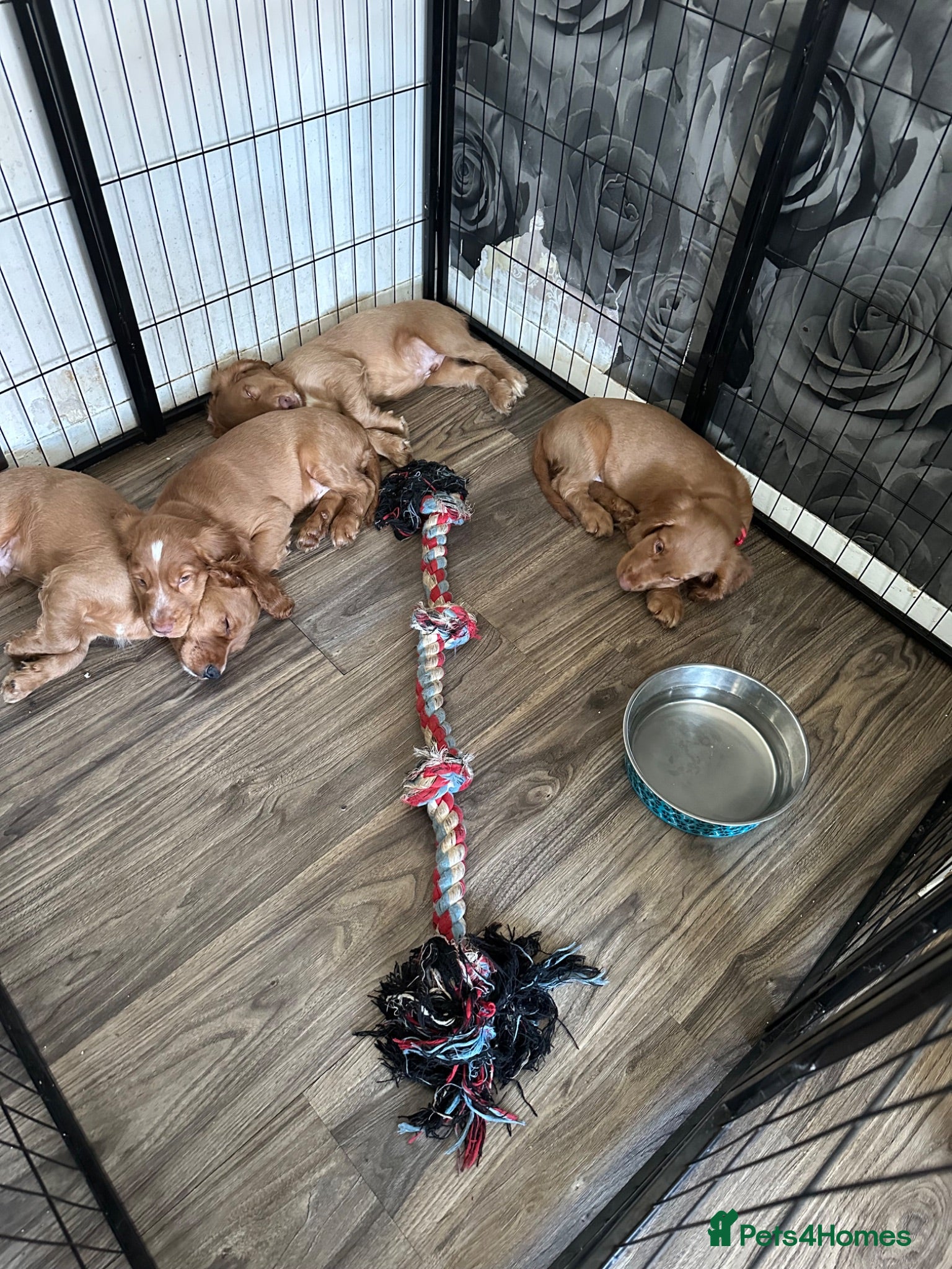Cocker Spaniel dogs top class red cockers 3 boys left  - Advert 1