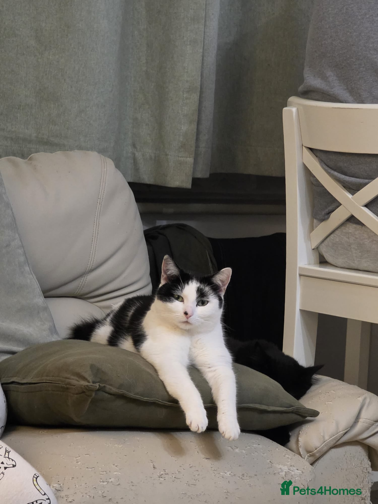 Mixed Breed cats Beautiful Boo looking for a home in Hook - Advert 6